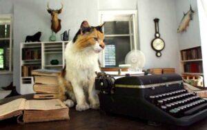 Writing with Cats