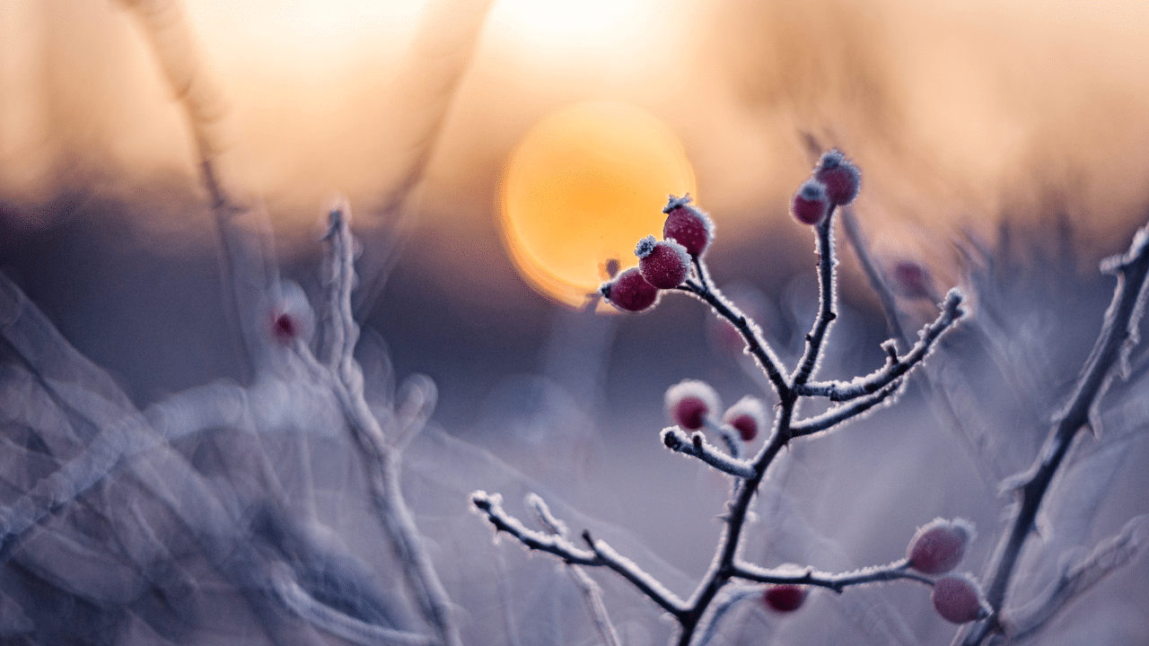 December 28th free holiday healing