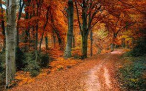 Contraction Cycle - Autumn Path