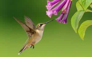 beauty and love brings Joy