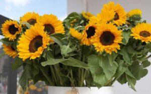 peace, meaning and joyful gratitude